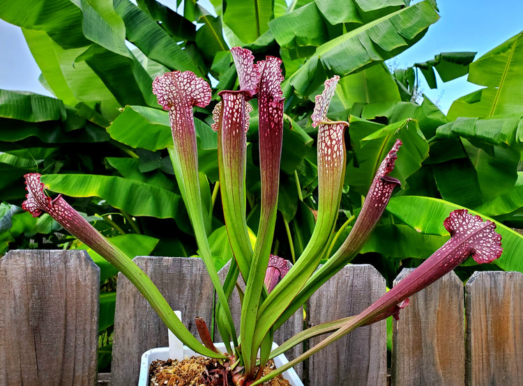 Sarracenia Pitcher Plants
