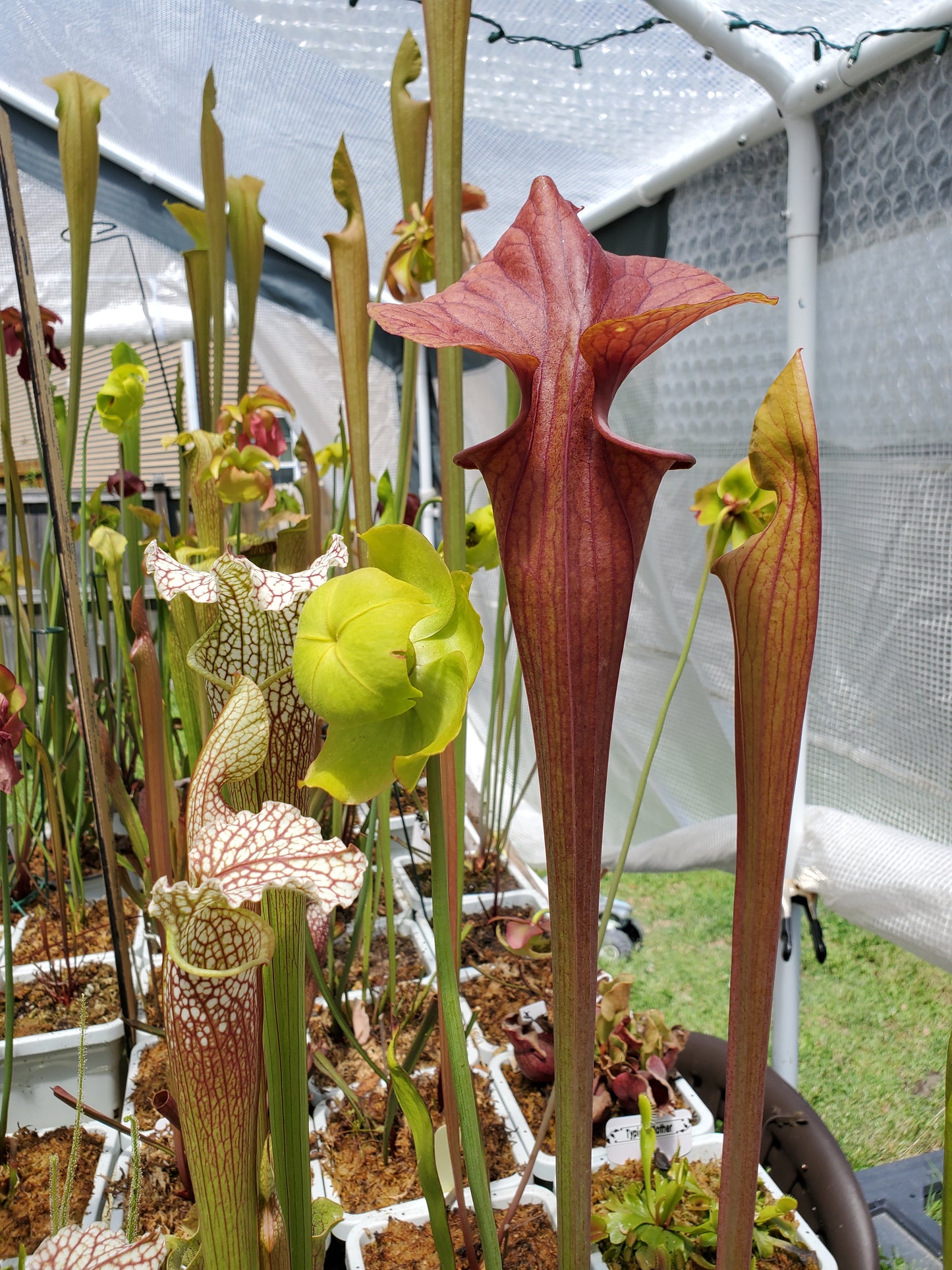 Pitcher Plant - Sarracenia Flava Bronze - Carnivorous Live Plant