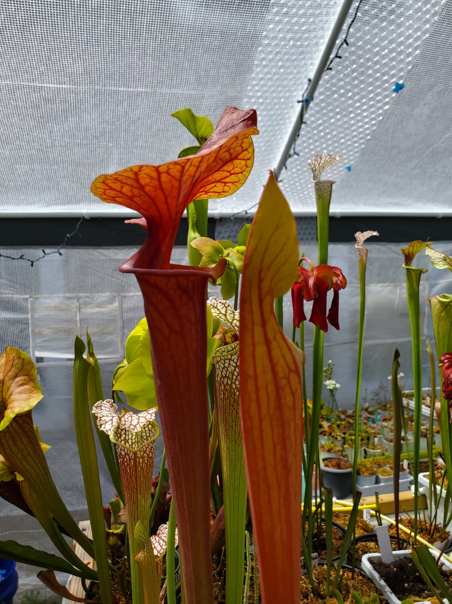 Pitcher Plant - Sarracenia Flava Bronze - Carnivorous Live Plant