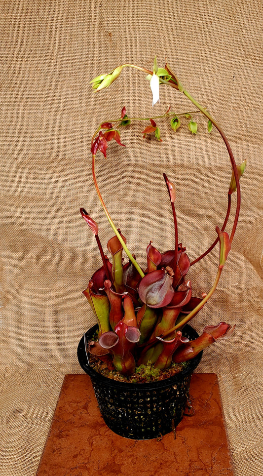 Heliamphora Nutan's Giant Pitcher Plant - Carnivorous plant