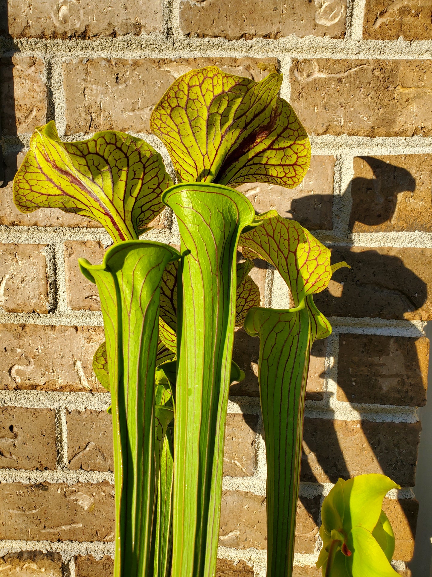 Pitcher Plant - Sarracenia Flava Improved Black Vein Carnivorous Live Plant