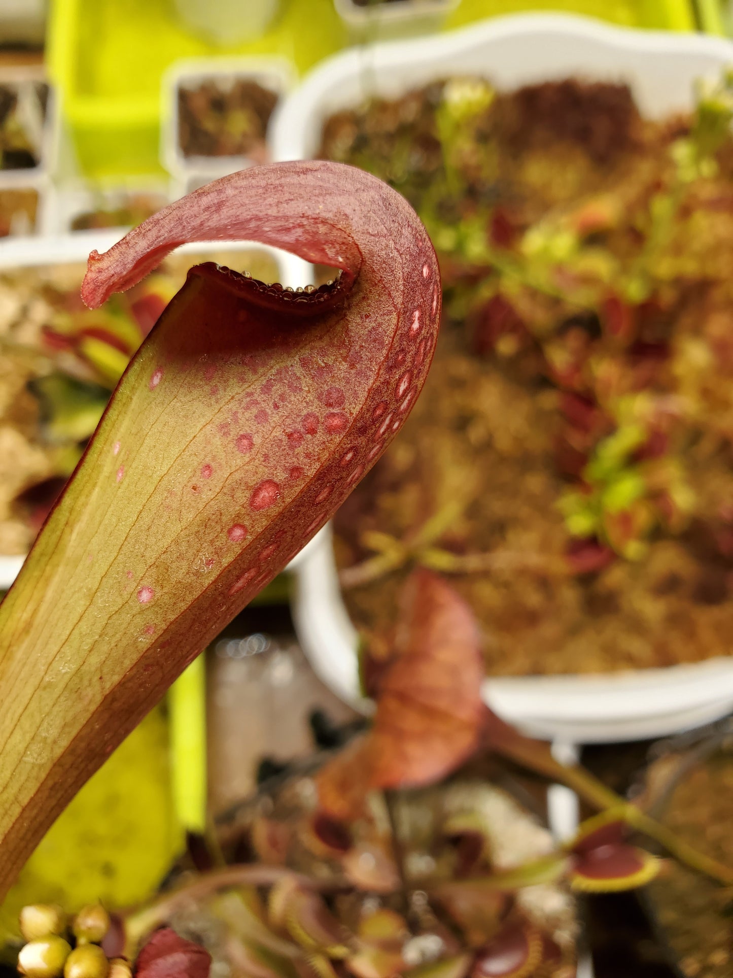 Pitcher Plant - Sarracenia Minor Okee x Excellens Pink Clone Carnivorous Live Plant