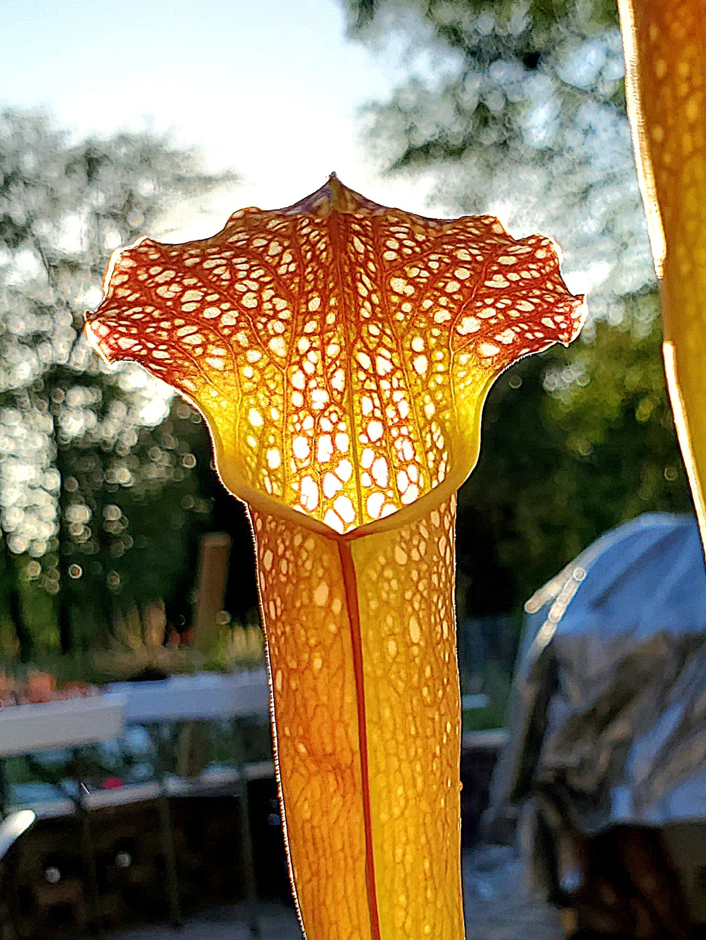 Pitcher Plant - Sarracenia Leuco Red x Minor Giant - Carnivorous Live Plant