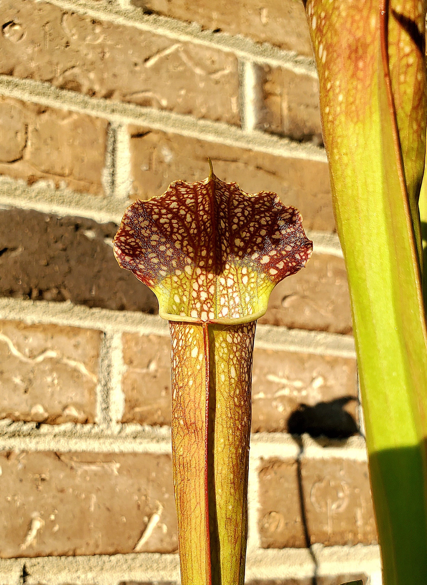 Pitcher Plant - Sarracenia Leuco Red x Minor Giant - Carnivorous Live Plant