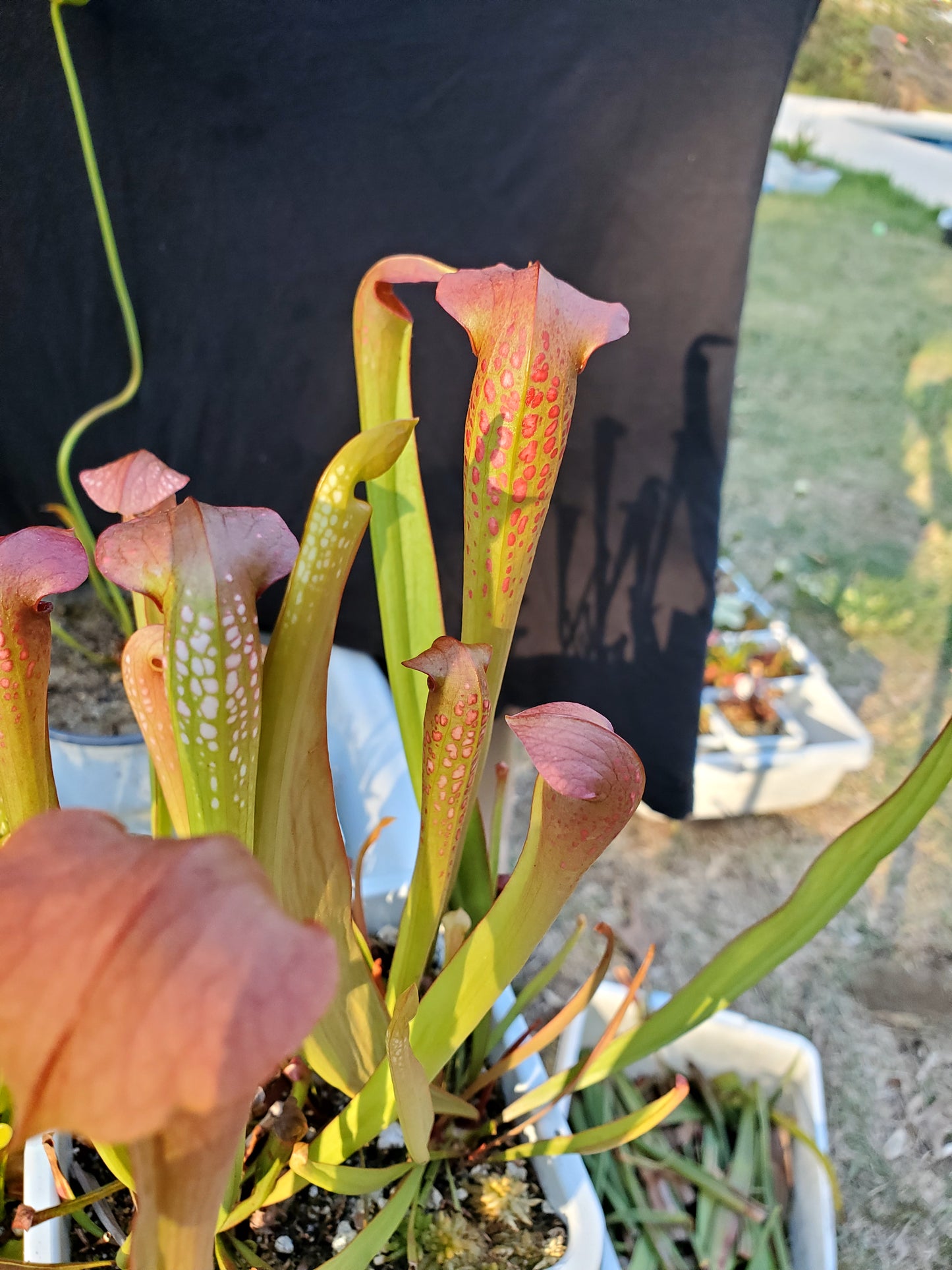 Pitcher Plant - Sarracenia Minor Okee x Excellens Pink Clone Carnivorous Live Plant