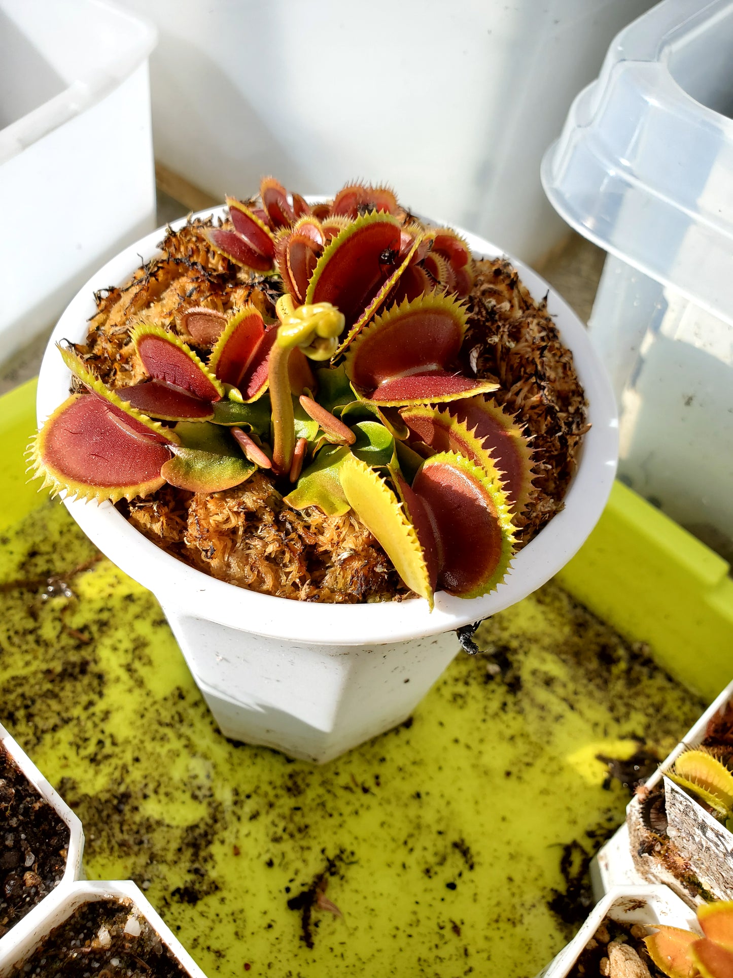 Hunter Flytraps "Wicked Tooth" - Venus Flytrap Carnivorous Plant