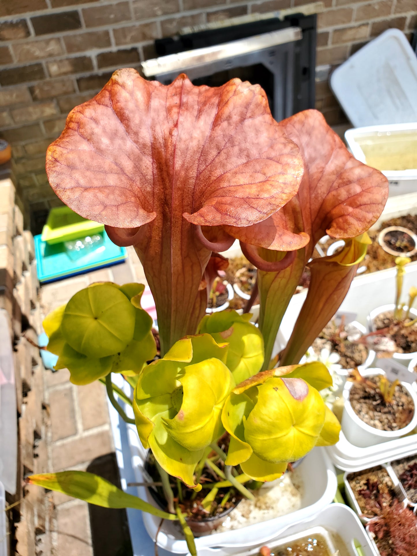 Pitcher Plant - Sarracenia Flava Bronze - Carnivorous Live Plant