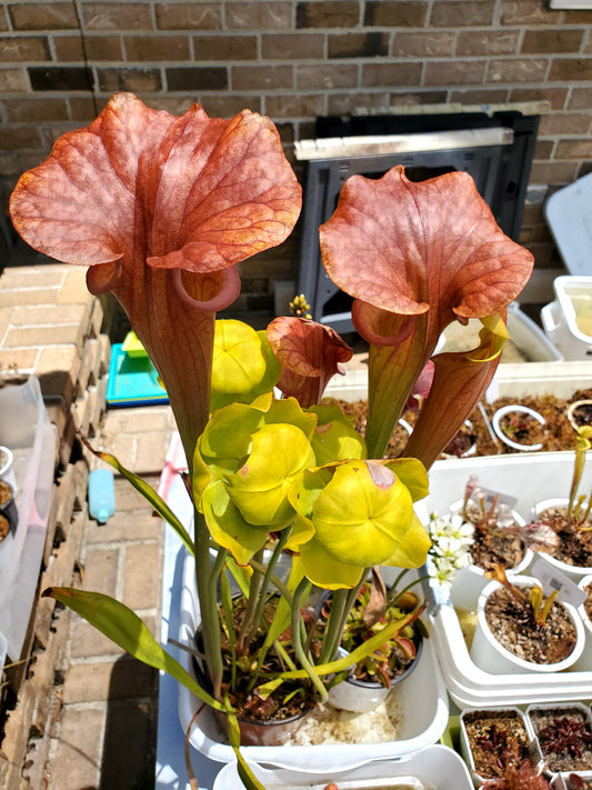Pitcher Plant - Sarracenia Flava Bronze - Carnivorous Live Plant