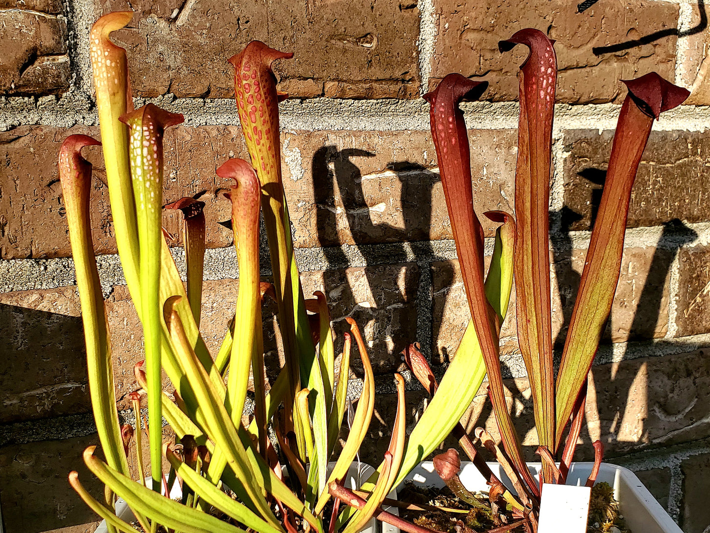 Pitcher Plant - Sarracenia Minor Okee x Excellens Pink Clone Carnivorous Live Plant