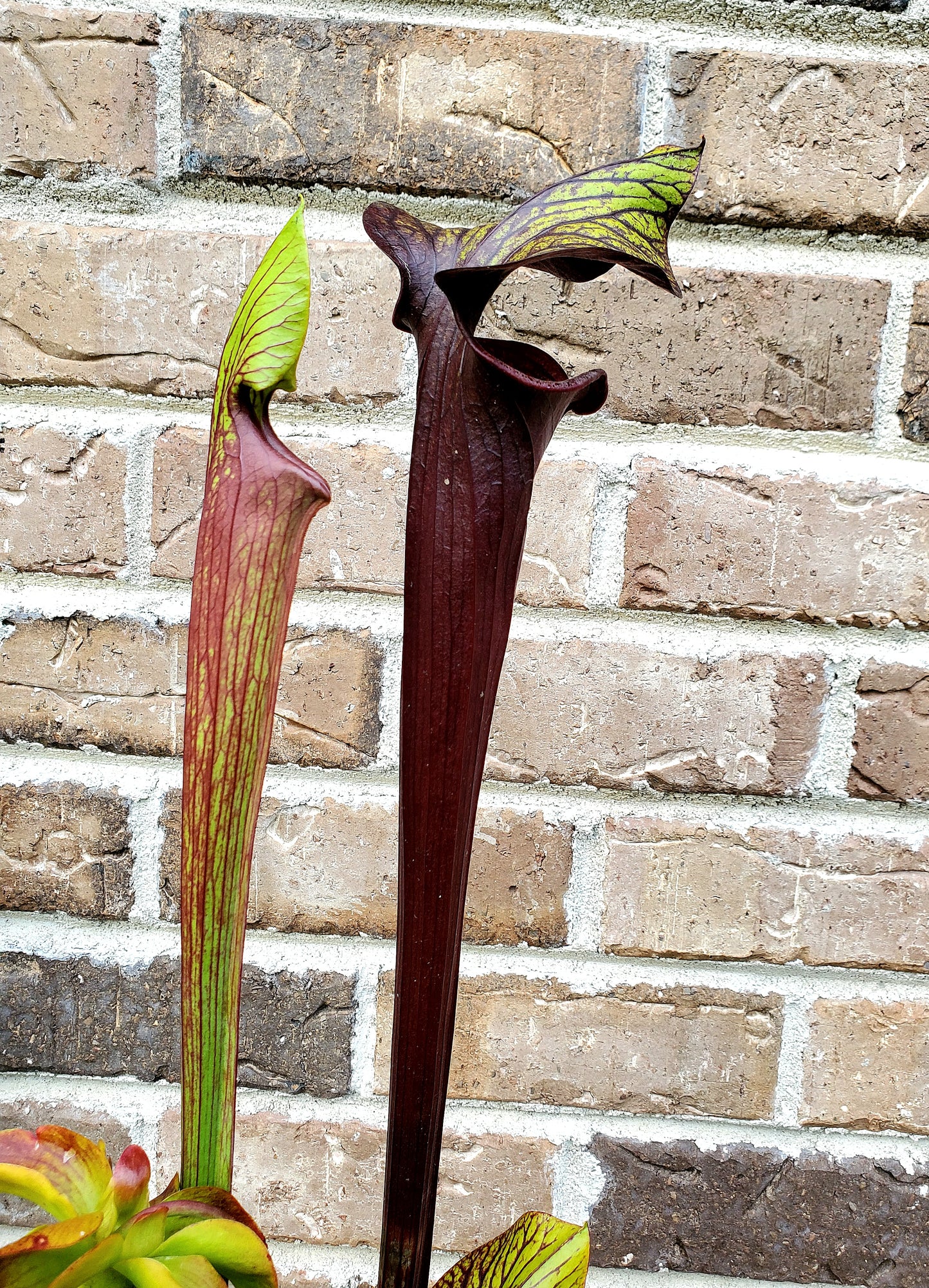 Pitcher Plant - Sarracenia Black Widow Carnivorous Live Plant
