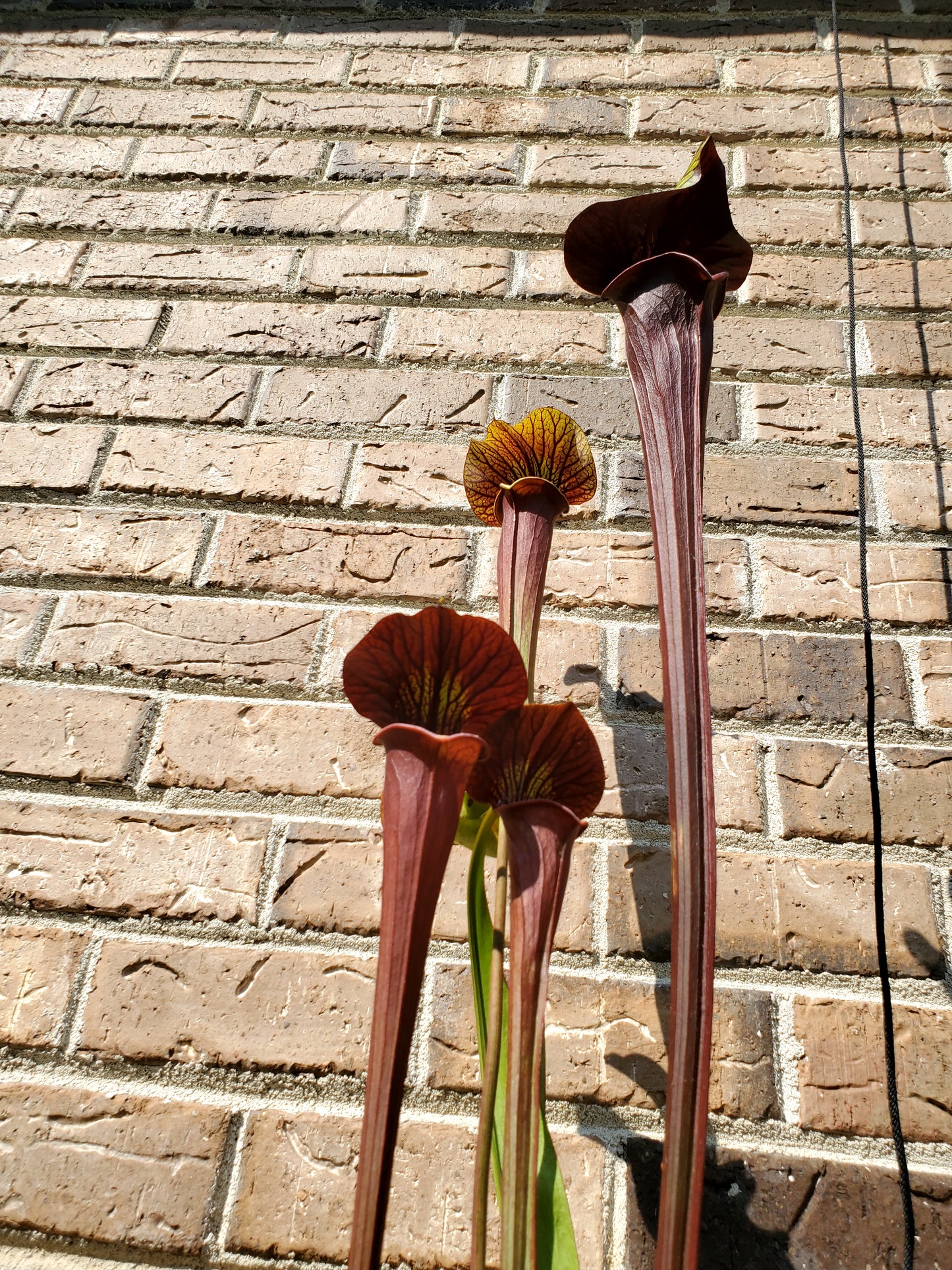 Pitcher Plant - Sarracenia Black Widow Carnivorous Live Plant