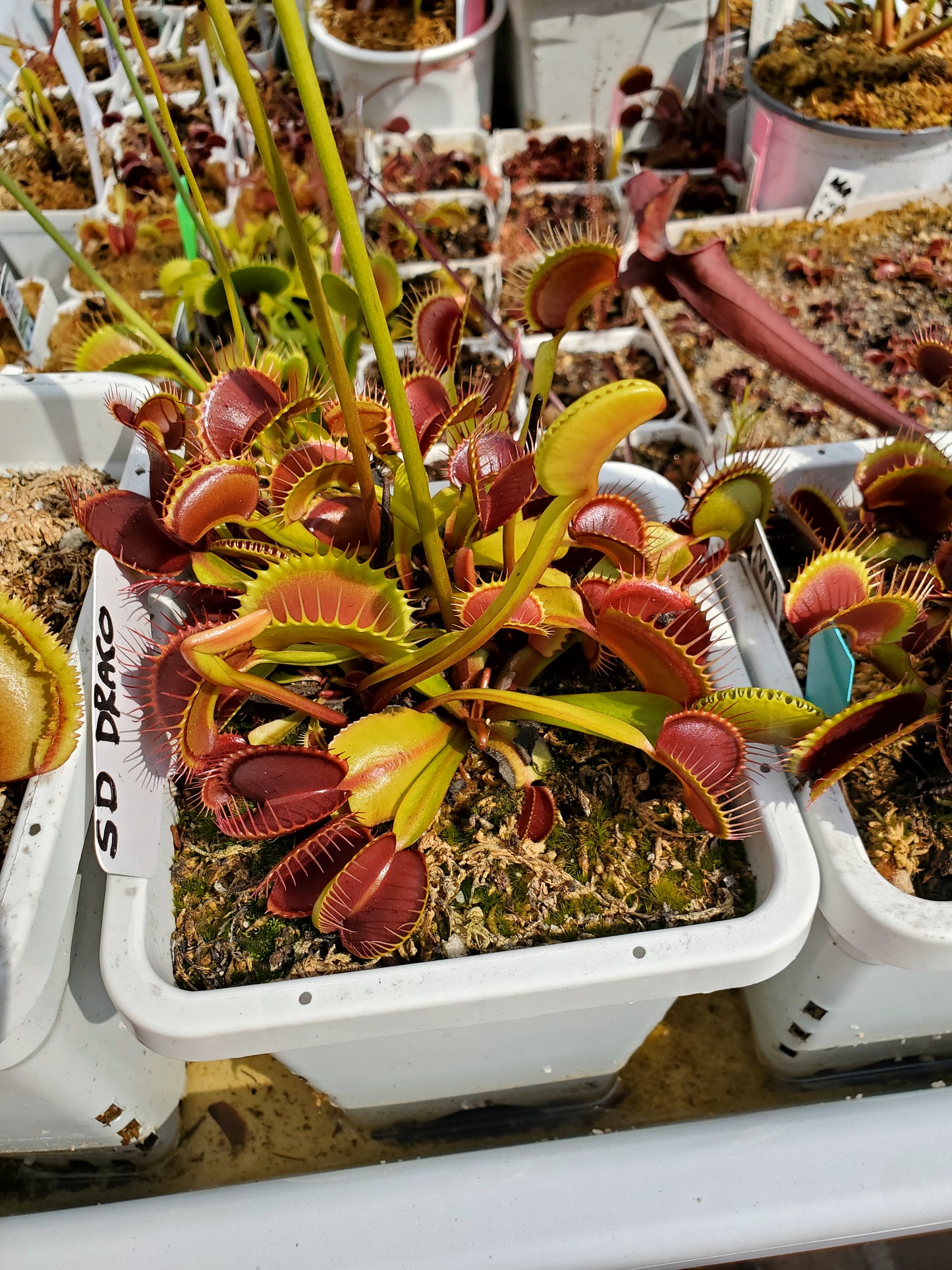 SD Draco - Venus Flytrap Carnivorous Plant