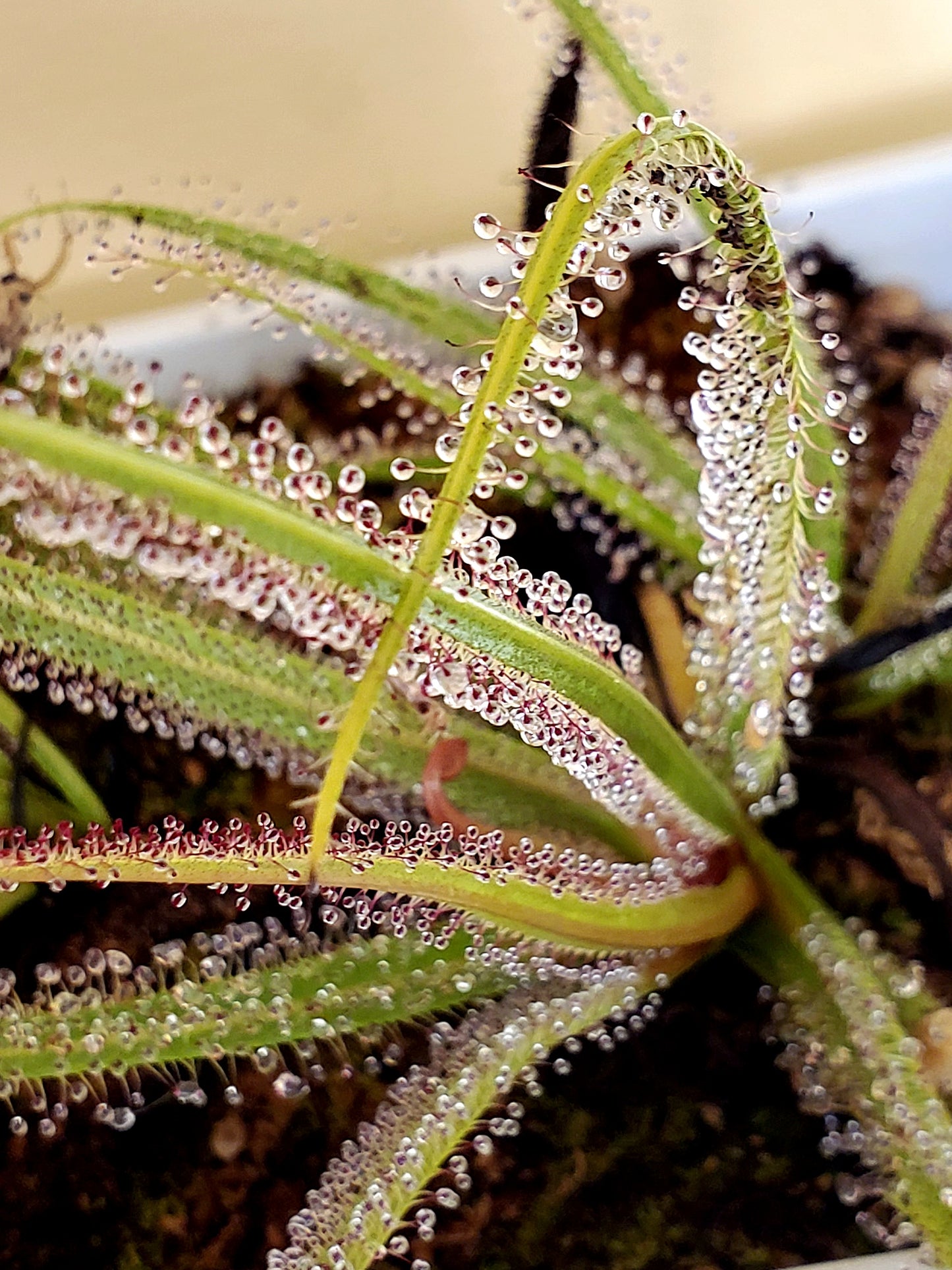 King Sundew Drosera Regia