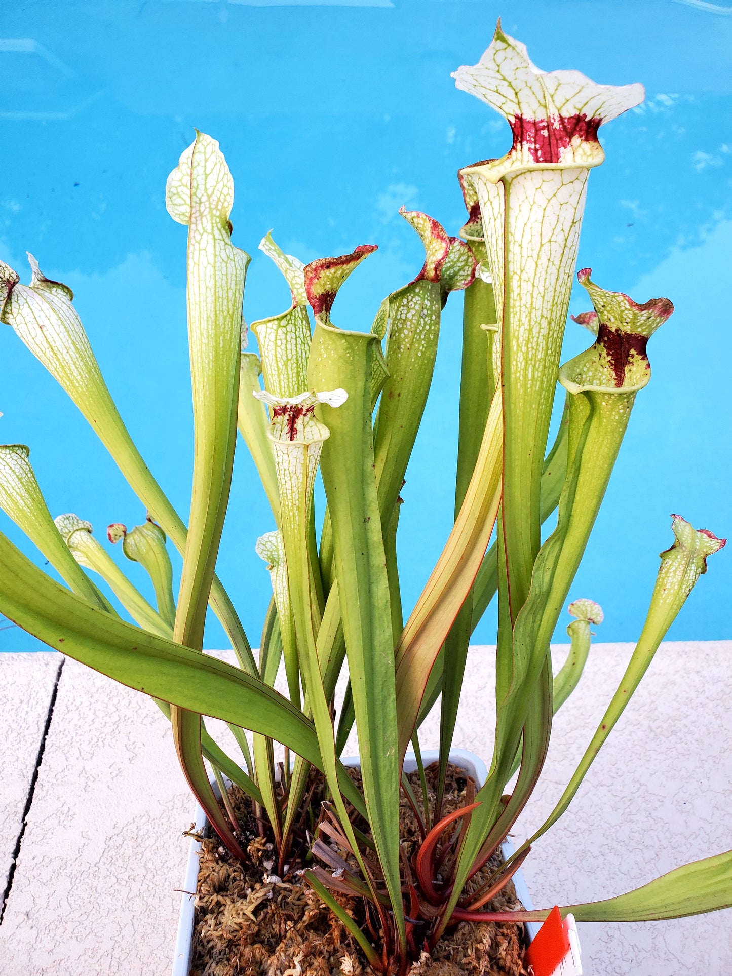 Pitcher Plant - Sarracenia Leah Wilkerson x Umlauftiana Carnivorous Live Plant