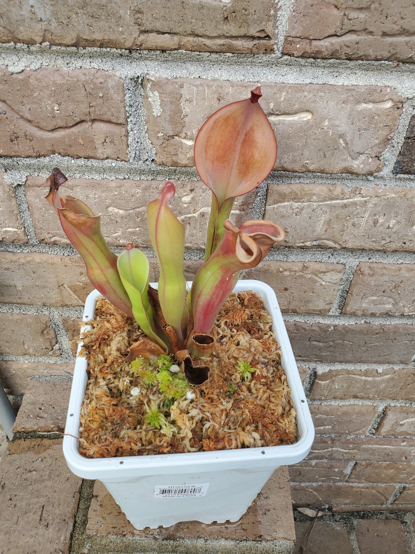 Heliamphora Nutan's Giant Pitcher Plant - Carnivorous plant