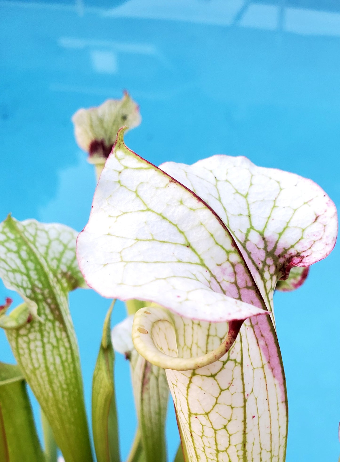 Pitcher Plant - Sarracenia Leah Wilkerson x Umlauftiana Carnivorous Live Plant