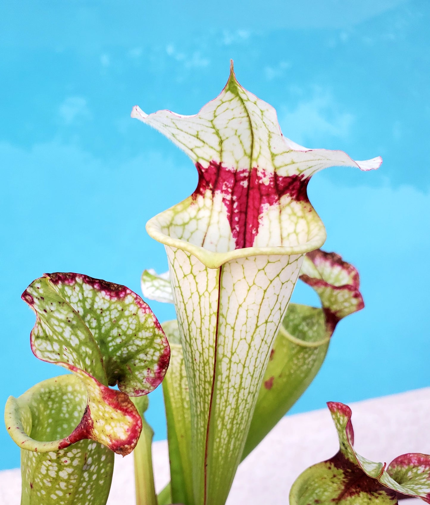 Pitcher Plant - Sarracenia Leah Wilkerson x Umlauftiana Carnivorous Live Plant