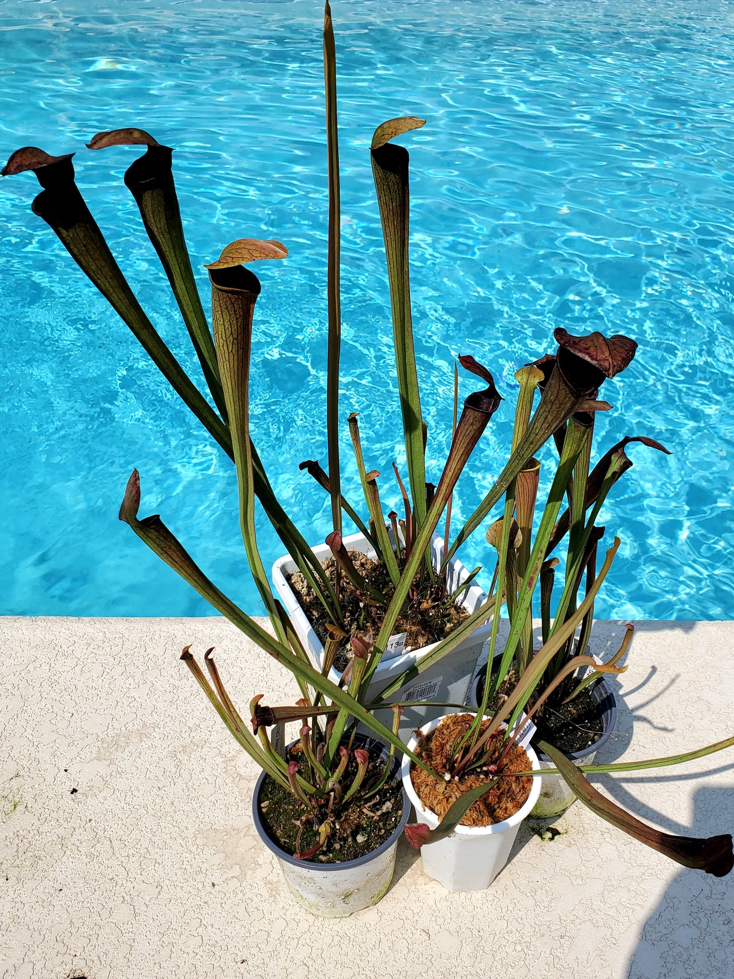 Pitcher Plant - Sarracenia Alata Dark Carnivorous Live Plant