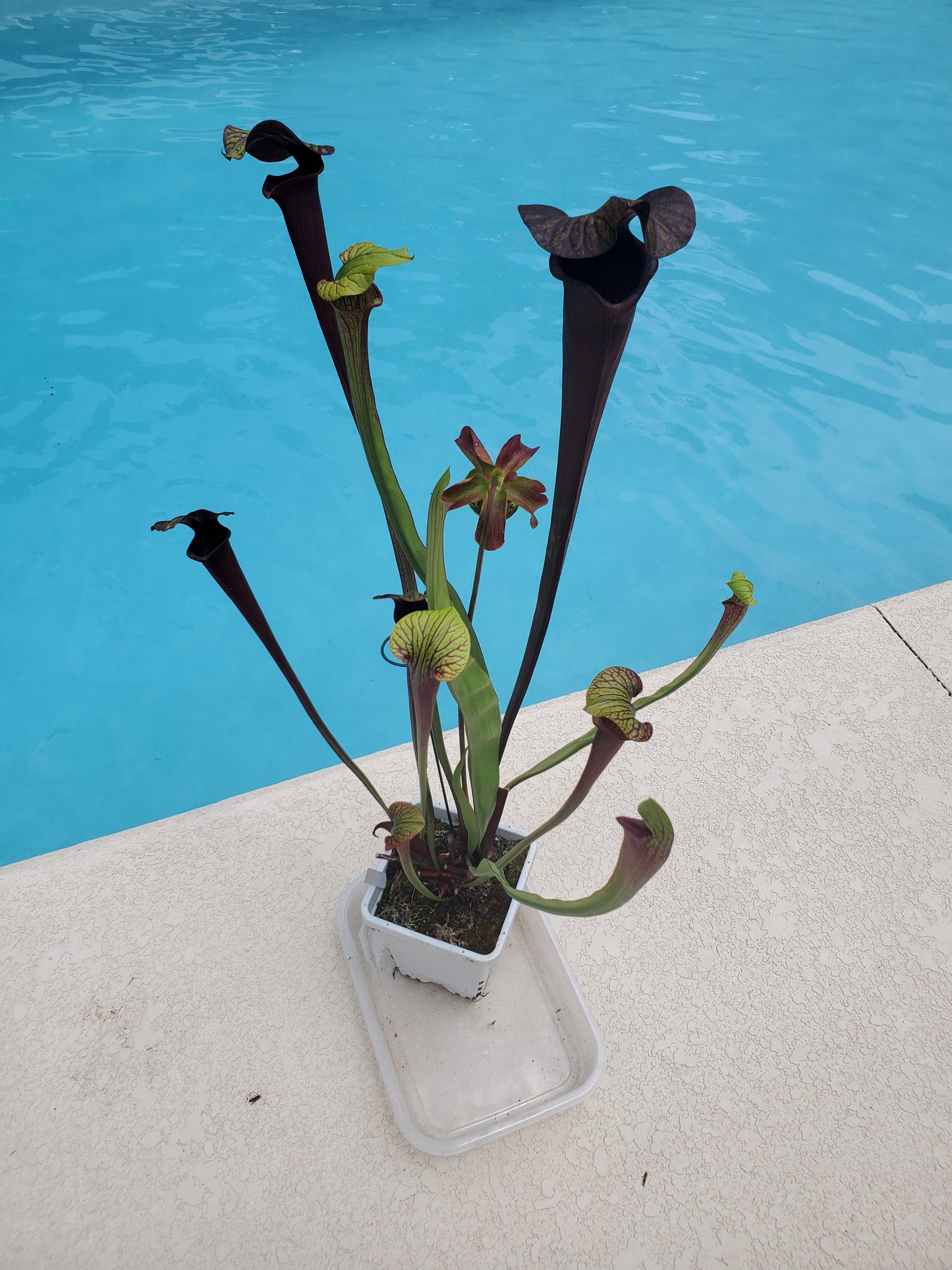 Pitcher Plant - Sarracenia Black Widow Carnivorous Live Plant