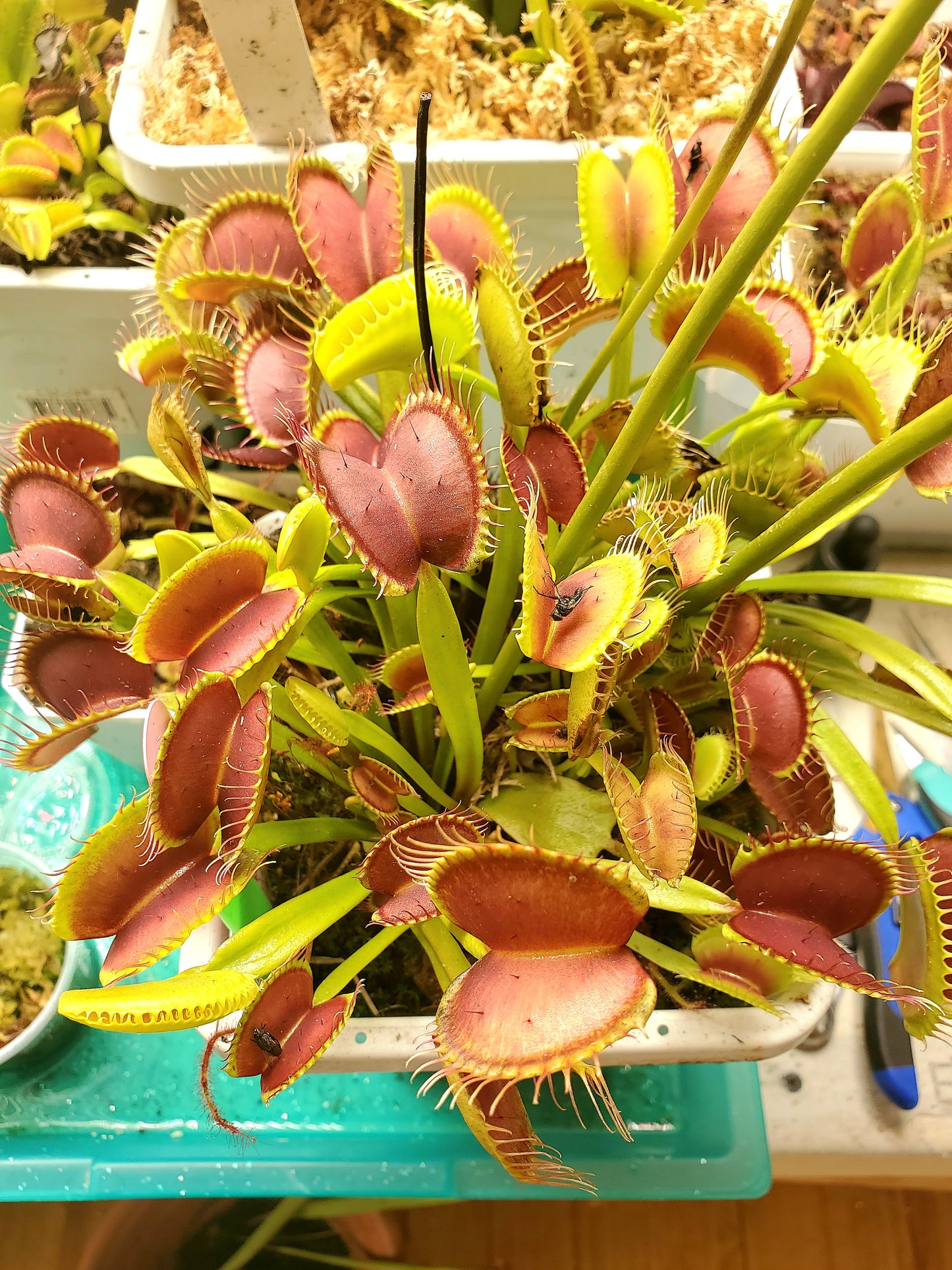 Hunter Flytraps B52 x Jaws 2020 #2 - Venus Flytrap Carnivorous Plant