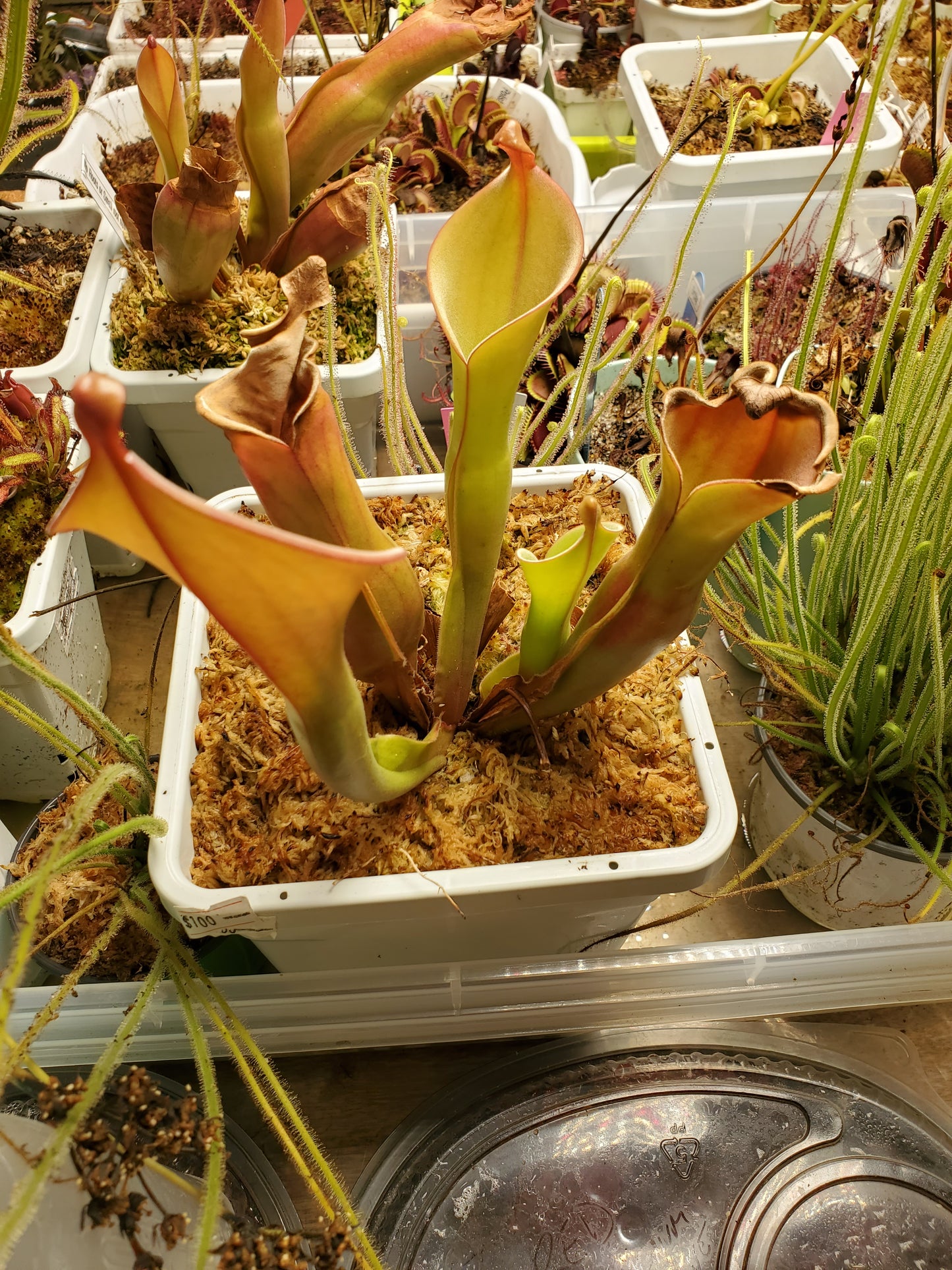 Heliamphora Nutan's Giant Pitcher Plant - Carnivorous plant