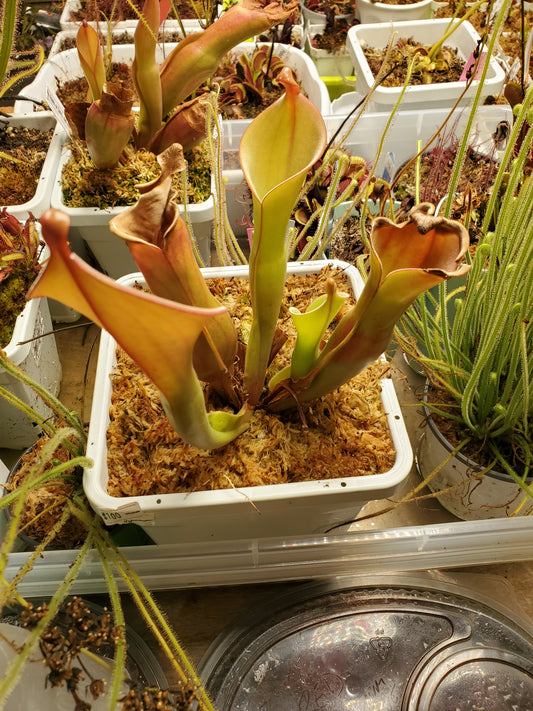 Get me that plant - 016 - Heliamphora Nutan's Giant Carnivorous plant