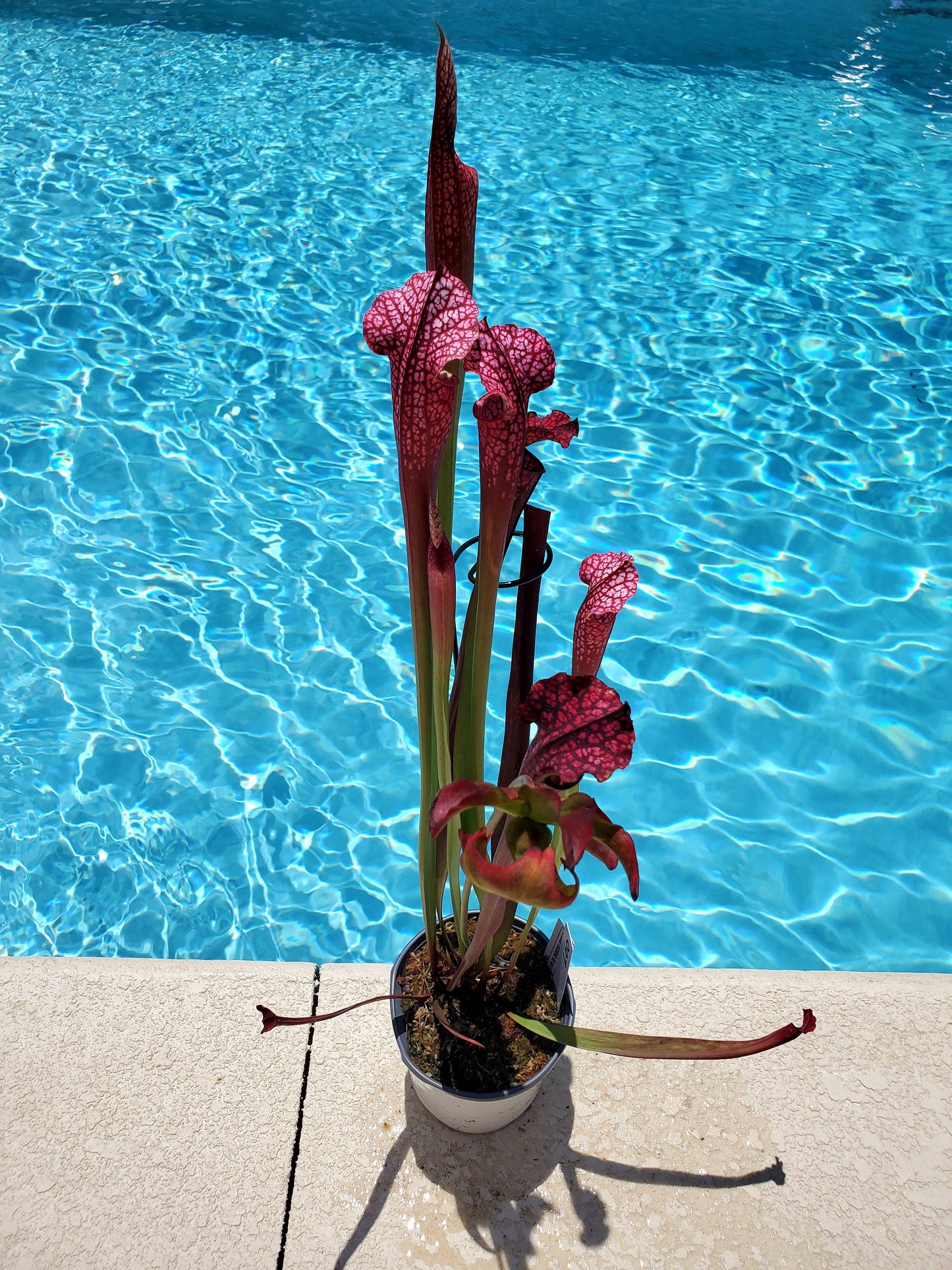 Pitcher Plant - Sarracenia Moorei x Red Tube Carnivorous Live Plant