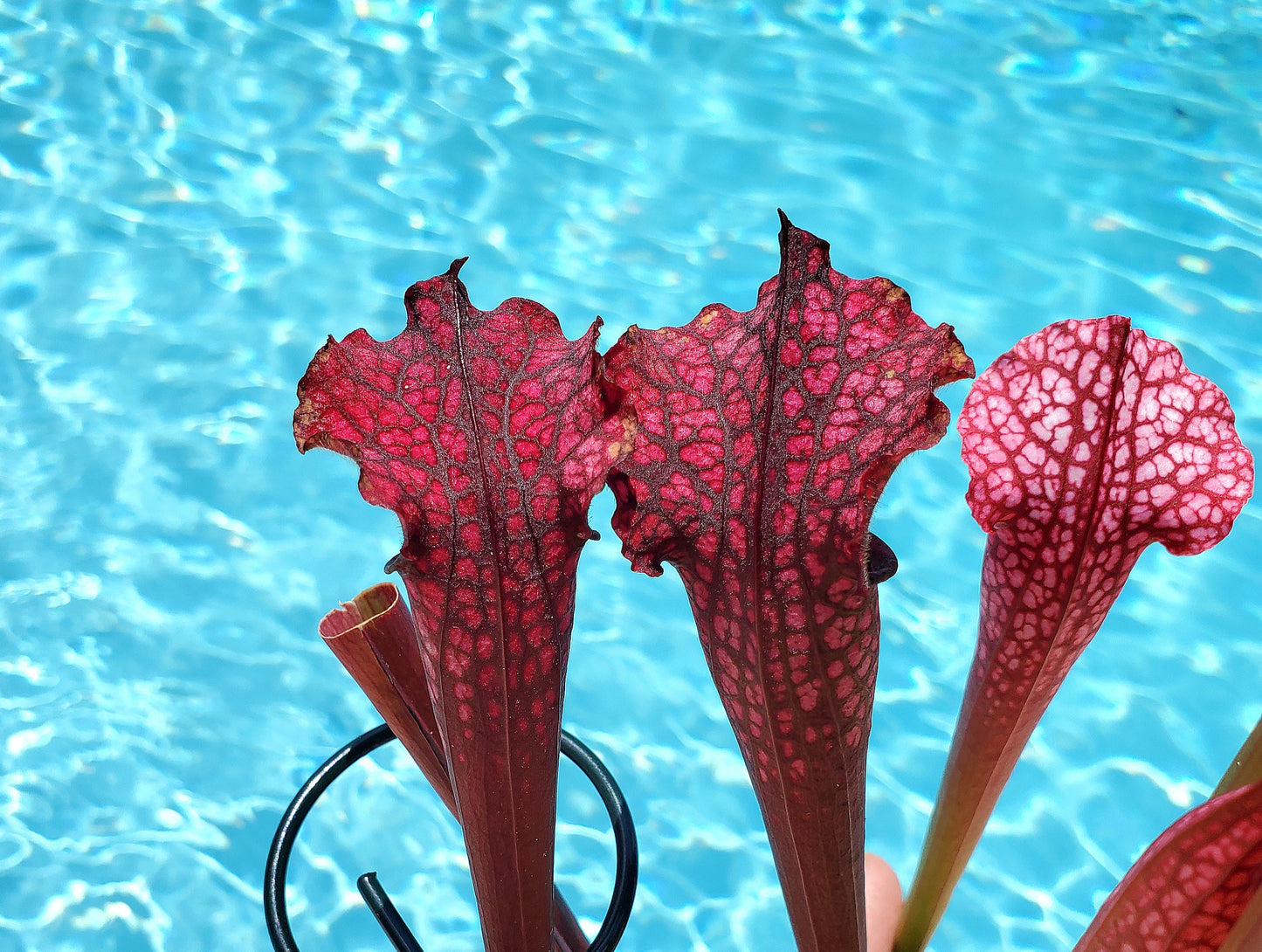 Pitcher Plant - Sarracenia Moorei x Red Tube Carnivorous Live Plant