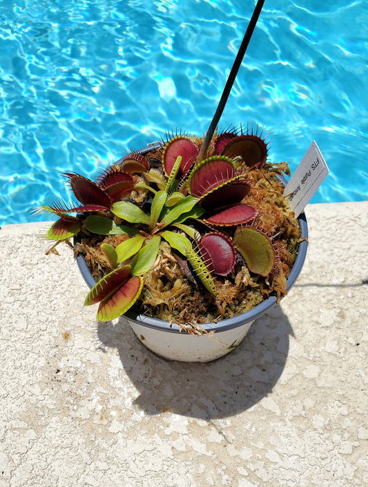 Get me that plant - 005 - FTS Purple Ambush Venus Flytrap Carnivorous plant