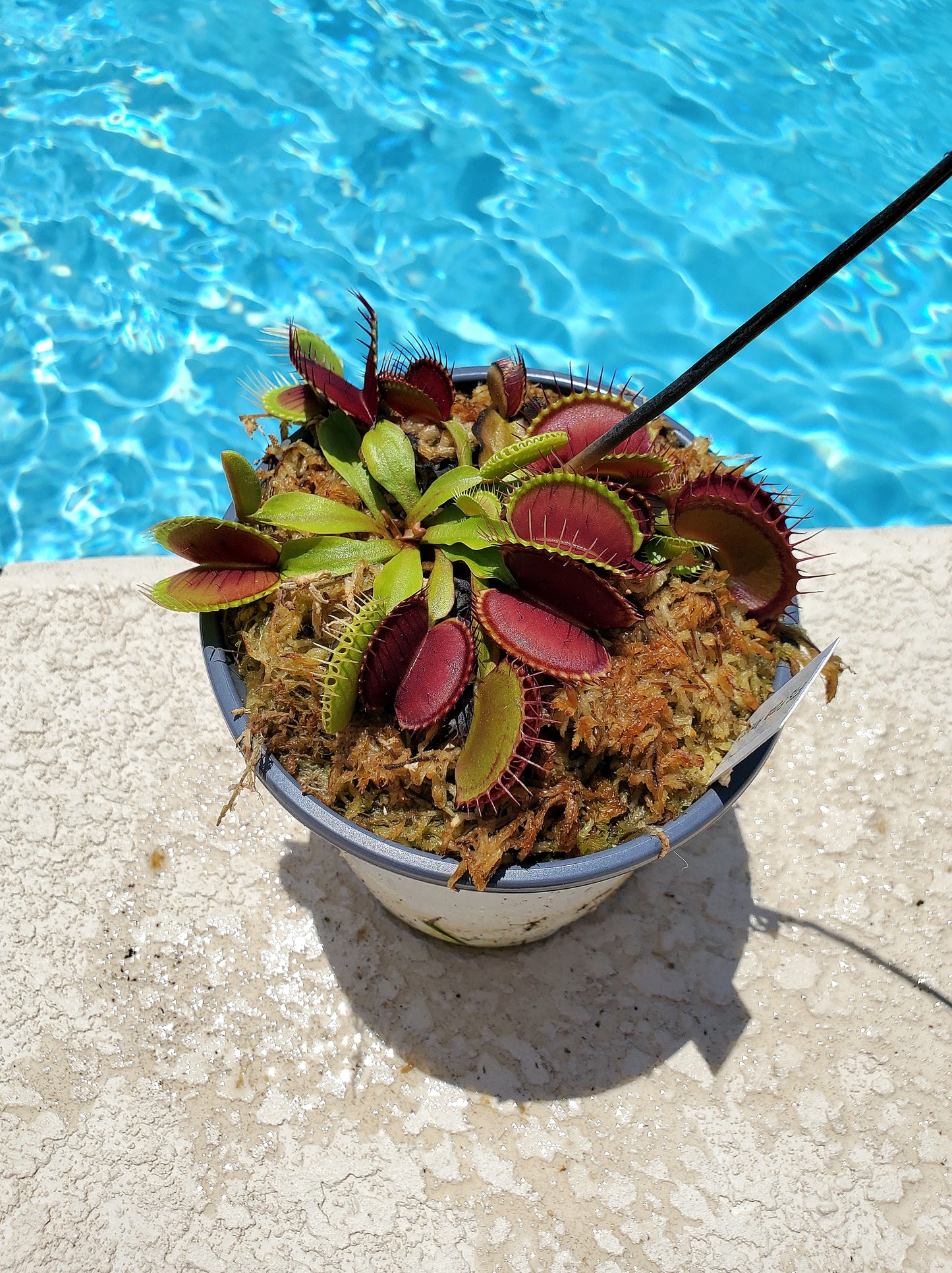 Get me that plant - 005 - FTS Purple Ambush Venus Flytrap Carnivorous plant