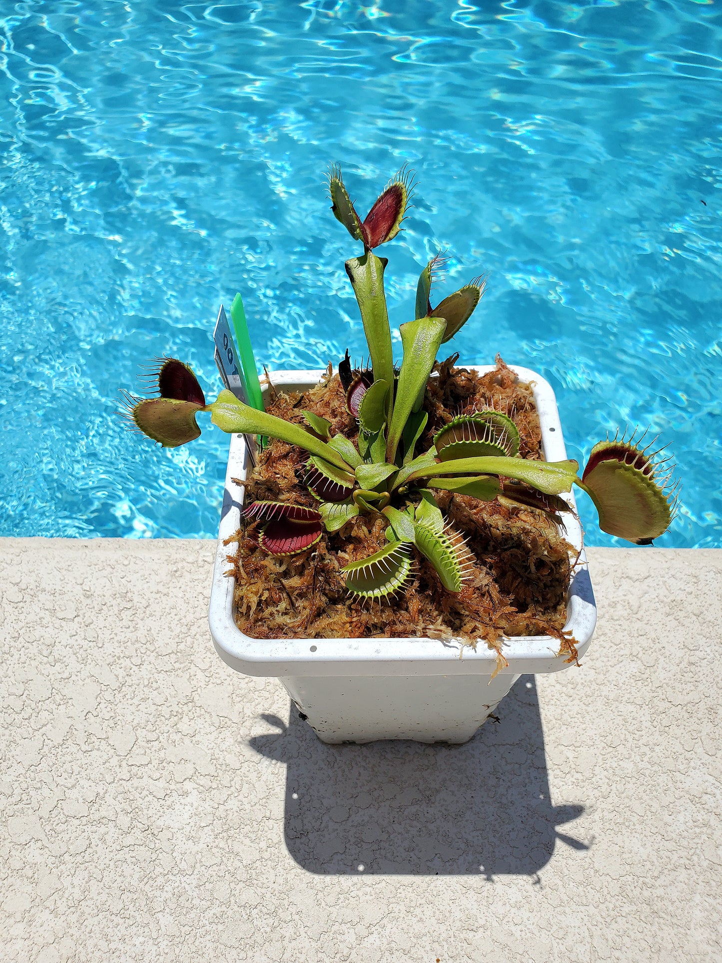 Get me that plant - 008 - B52 Venus Flytrap Carnivorous plant