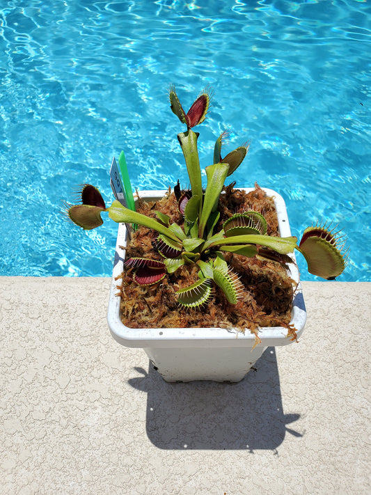 Get me that plant - 008 - B52 Venus Flytrap Carnivorous plant