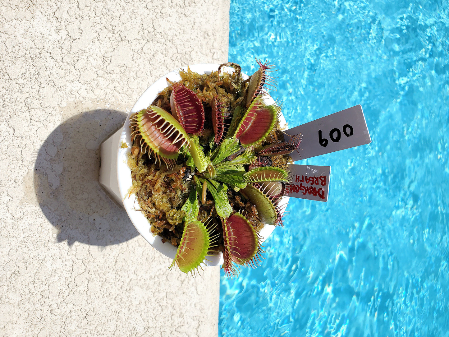 Get me that plant - 009 - Dragons Breath Venus Flytrap Carnivorous plant