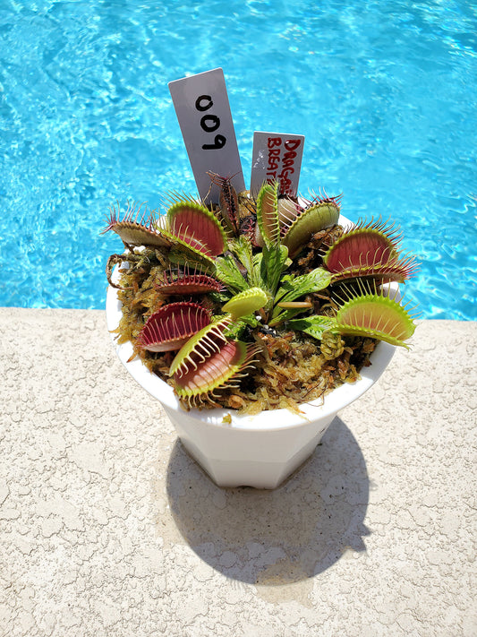 Get me that plant - 009 - Dragons Breath Venus Flytrap Carnivorous plant