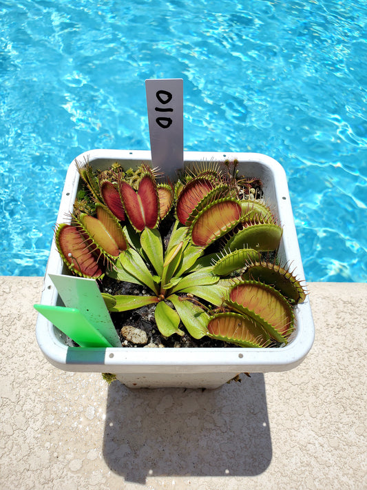 Get me that plant - 010 - G17 Megatraps Venus Flytrap Carnivorous plant