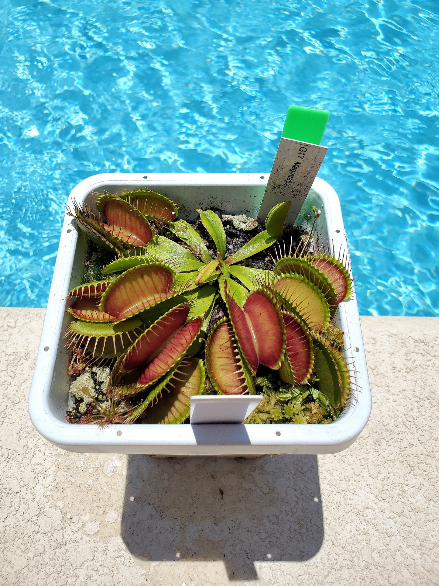 Get me that plant - 010 - G17 Megatraps Venus Flytrap Carnivorous plant