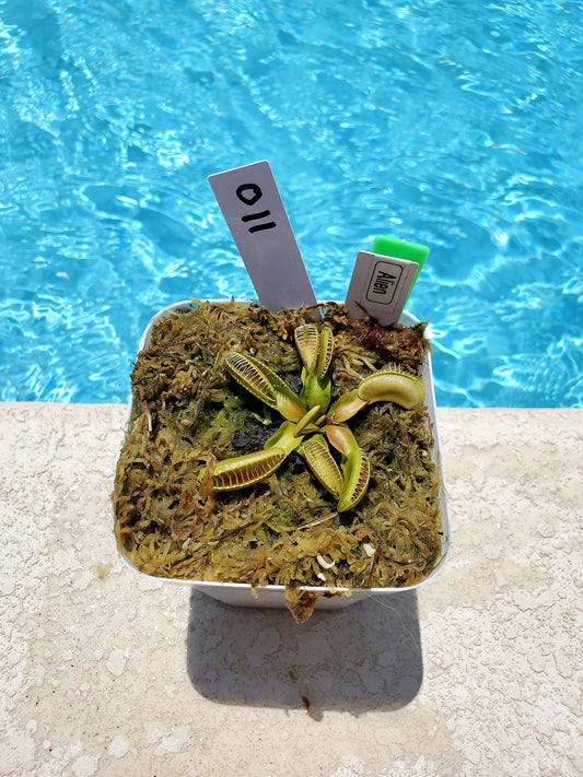 Get me that plant - 011 - Alien Venus Flytrap Carnivorous plant