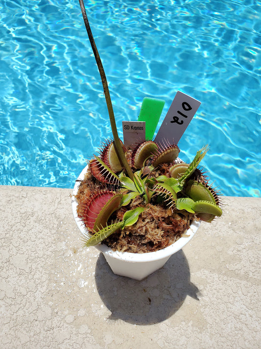 Get me that plant - 012 - Kronos Venus Flytrap Carnivorous plant