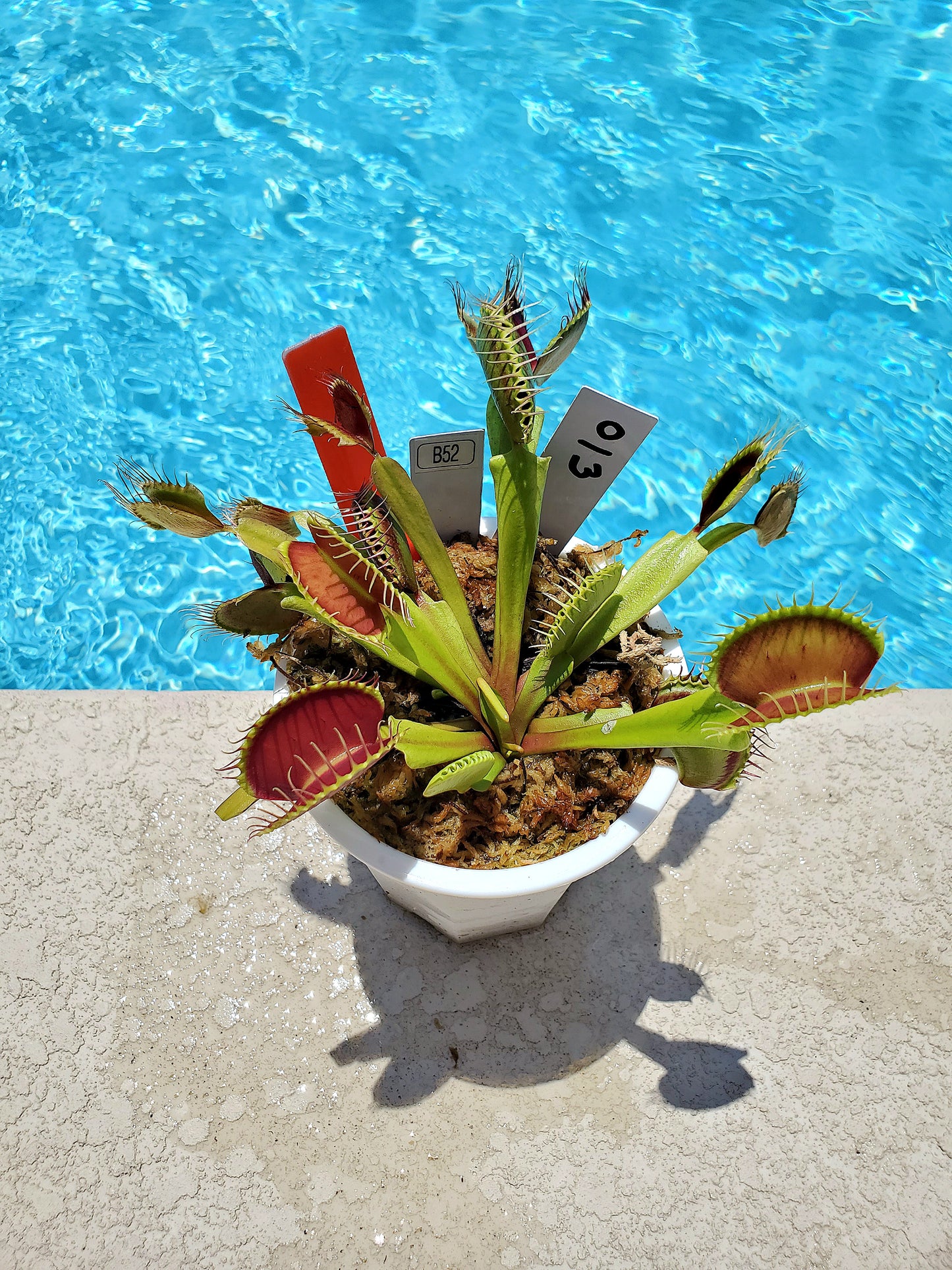 Get me that plant - 013 - B52 Venus Flytrap Carnivorous plant