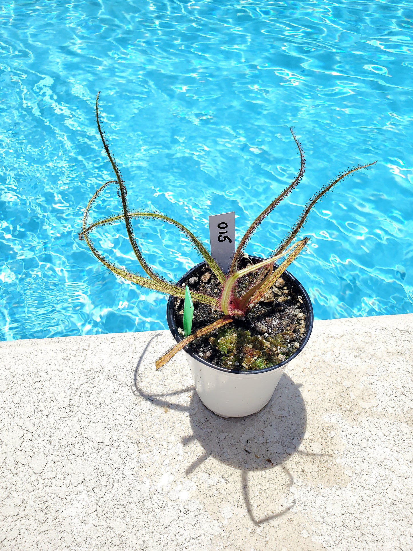 Get me that plant - 015 - King sundew Drosera Regia Venus Flytrap Carnivorous plant