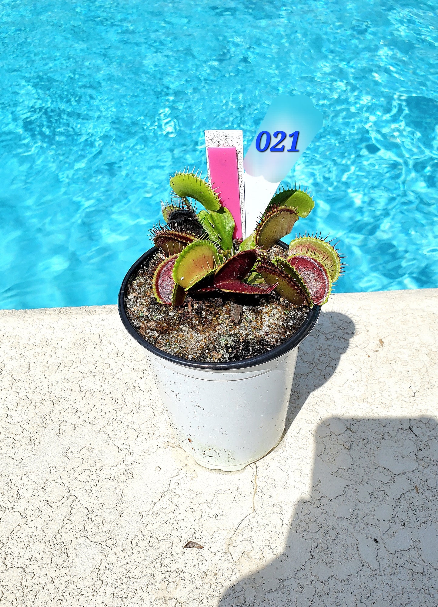 Get me that plant - 021 - SD Kronos Venus Flytrap Carnivorous plant