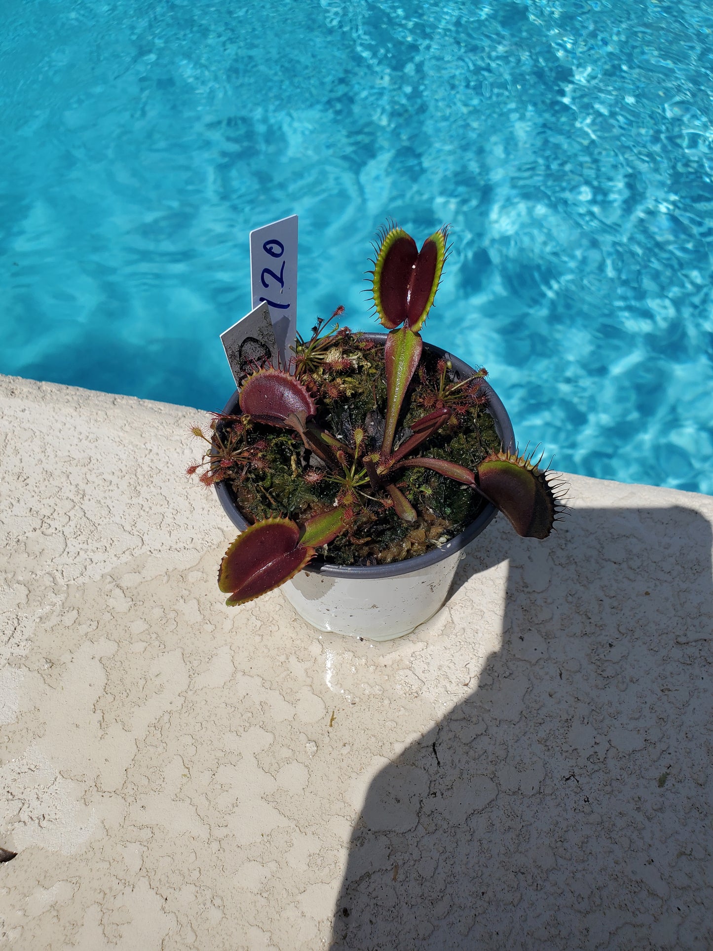 Get me that plant - 020 - Red Dragon Venus Flytrap Carnivorous plant