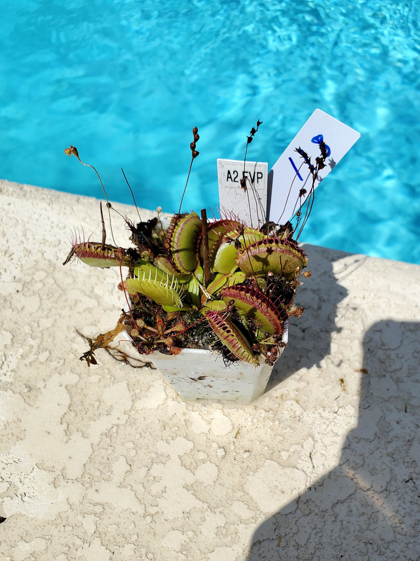 Get me that plant - 018 - A2 Venus Flytrap Carnivorous plant