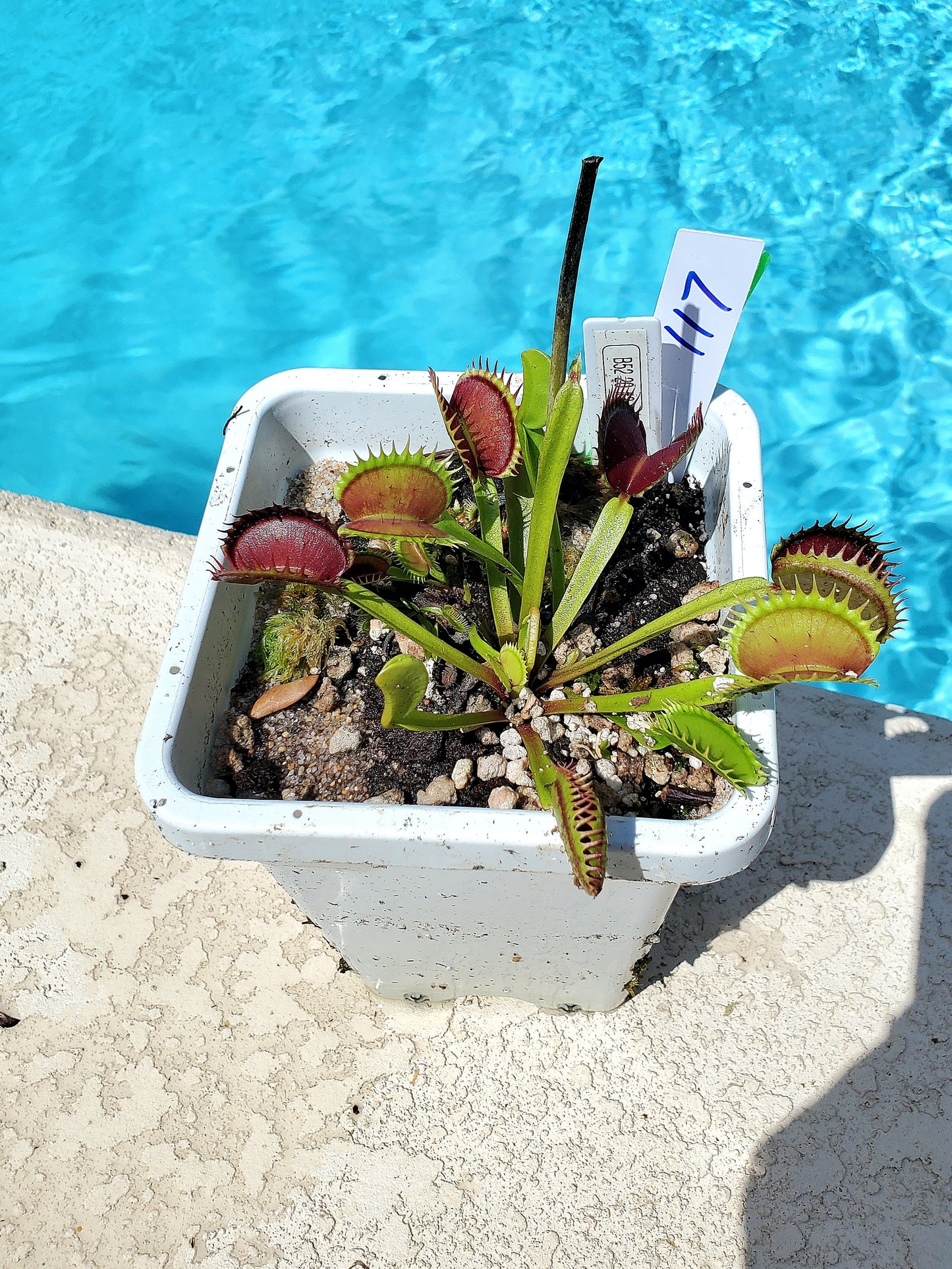 Get me that plant - 017 - Hunter Flytraps B52 2020 #3 Venus Flytrap Carnivorous plant