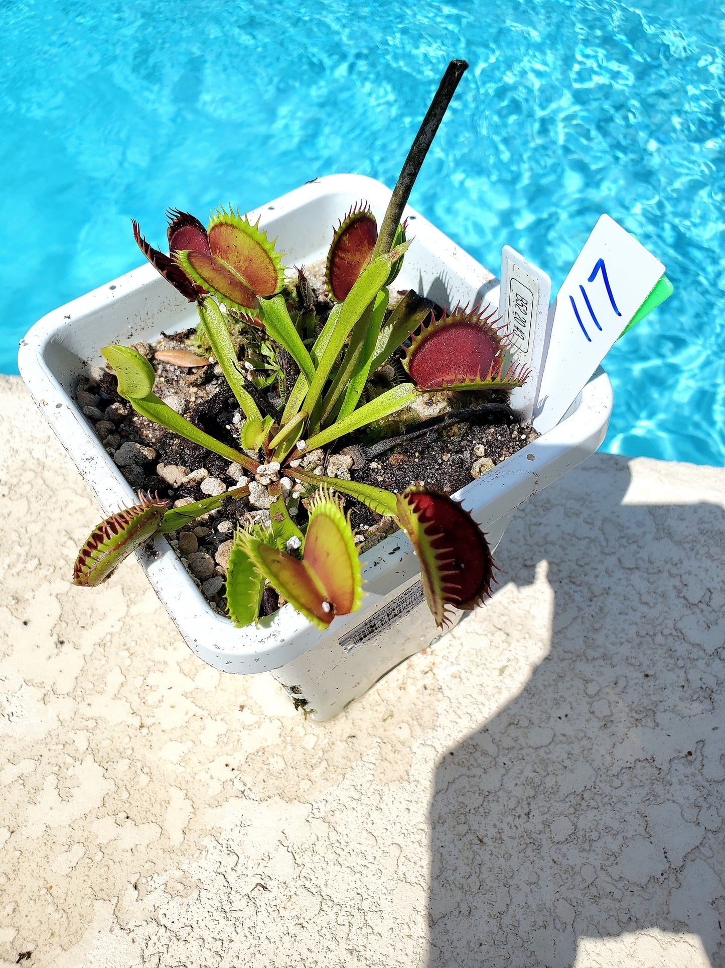 Get me that plant - 017 - Hunter Flytraps B52 2020 #3 Venus Flytrap Carnivorous plant