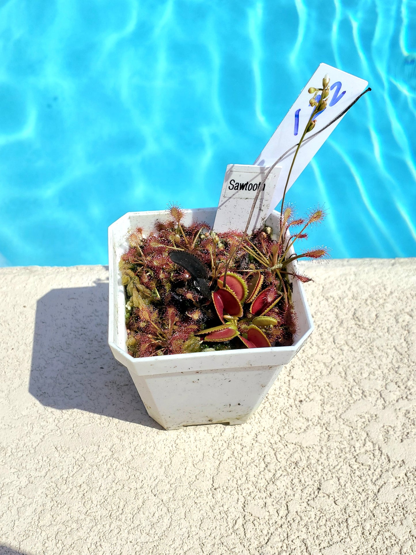 Get me that plant - 022 - Sawtooth Venus Flytrap Carnivorous plant