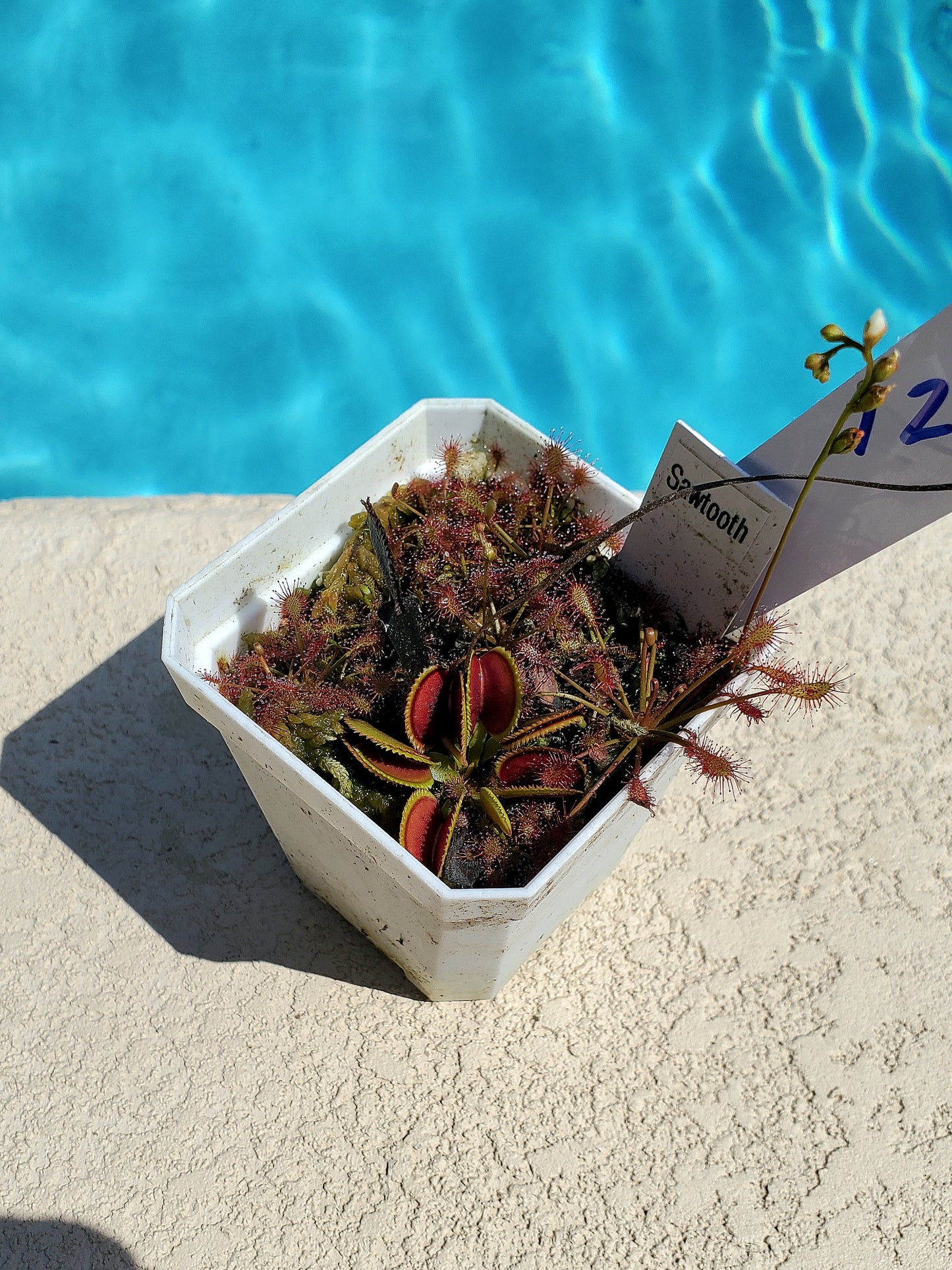 Get me that plant - 022 - Sawtooth Venus Flytrap Carnivorous plant