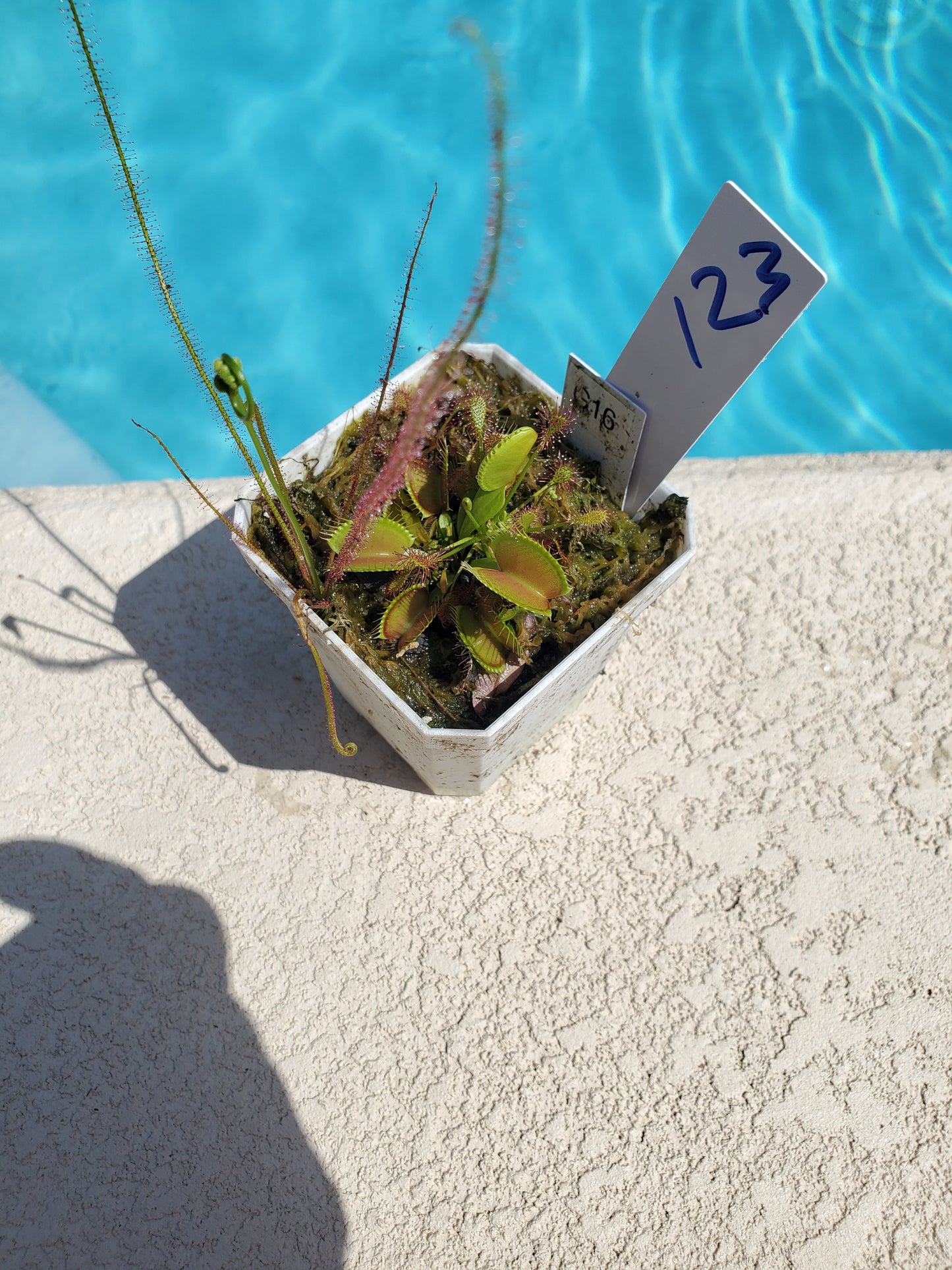 Get me that plant - 023 - G16 Venus Flytrap Carnivorous plant