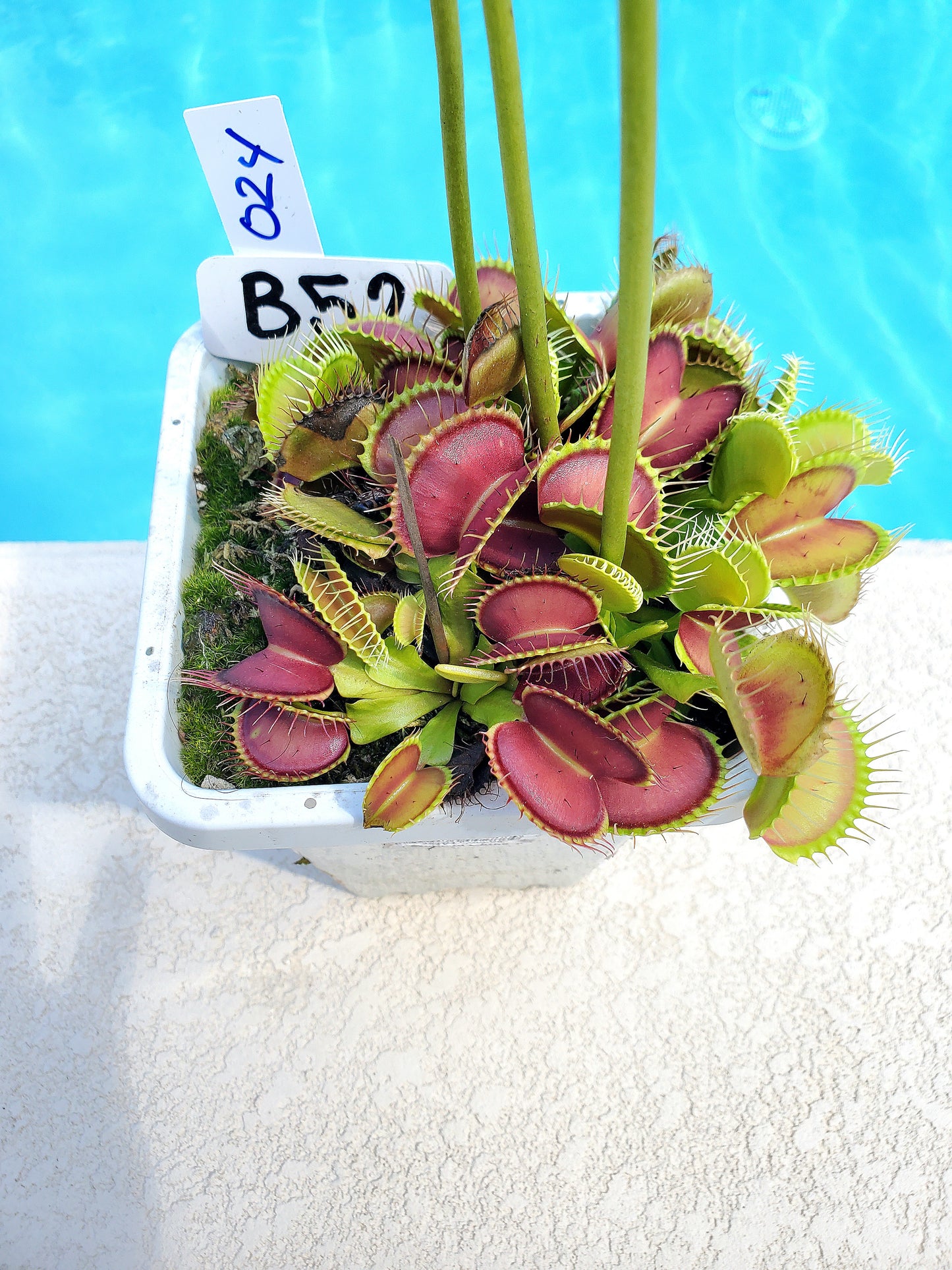 Get me that plant - 024 - B52 Venus Flytrap Carnivorous plant
