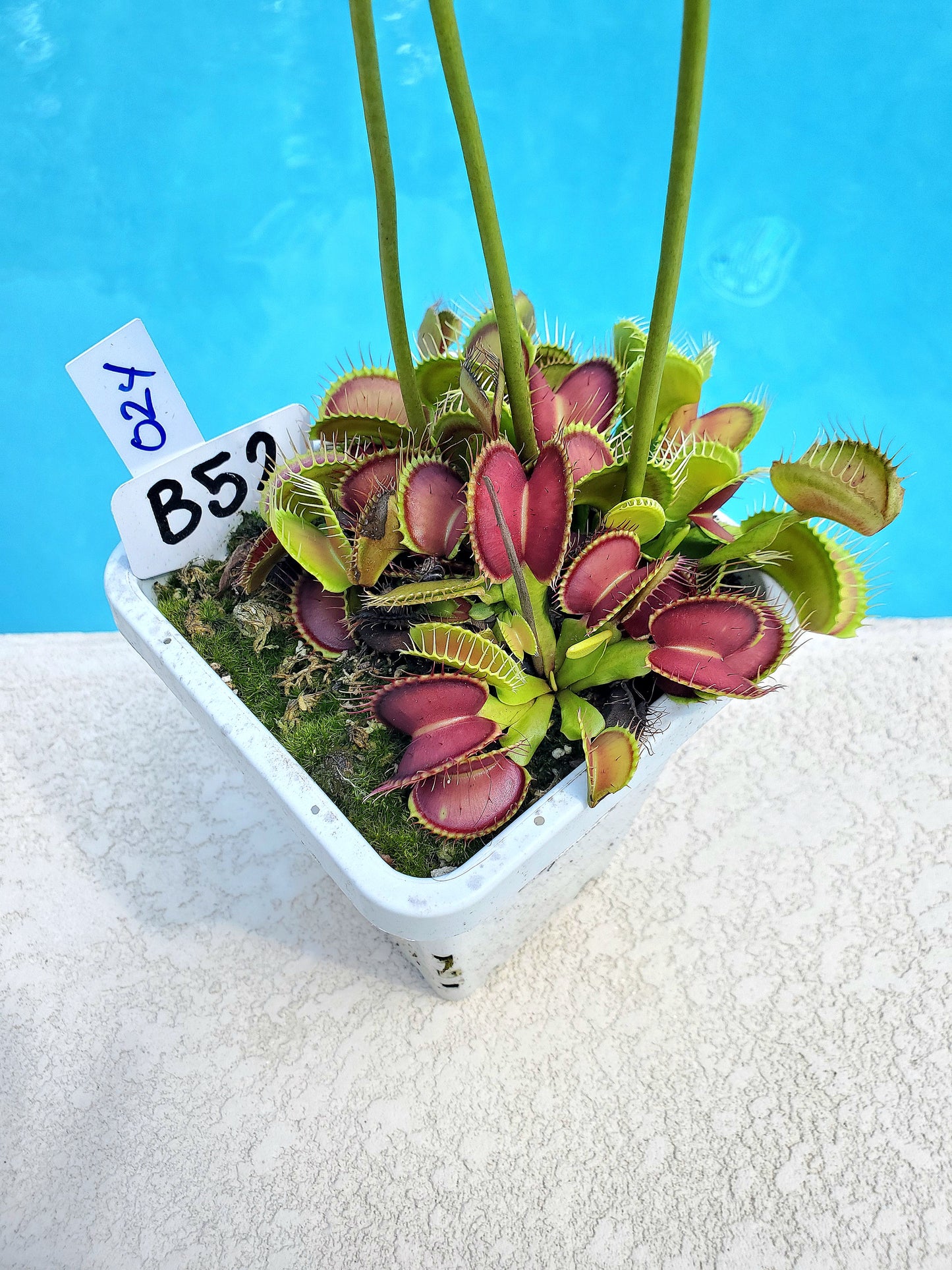Get me that plant - 024 - B52 Venus Flytrap Carnivorous plant